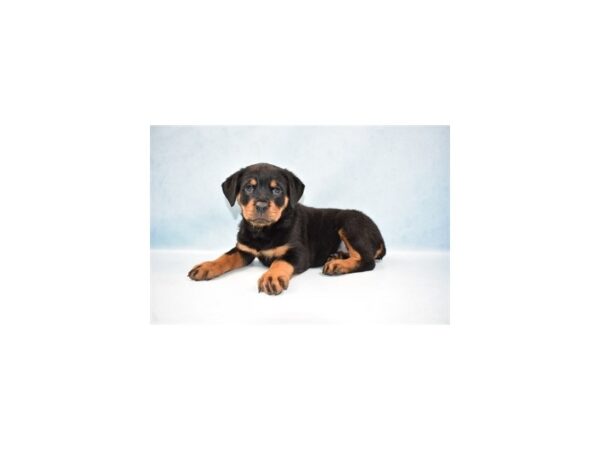 Rottweiler DOG Female Black and Rust 10621 Petland Henderson, Nevada