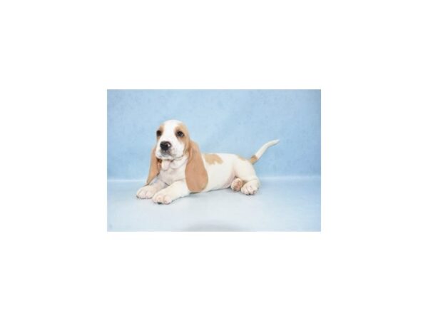 Basset Hound DOG Male Lemon and White 10618 Petland Henderson, Nevada