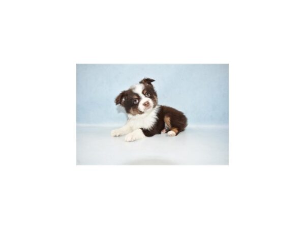 Toy Australian Shepherd DOG Male Red 10622 Petland Henderson, Nevada