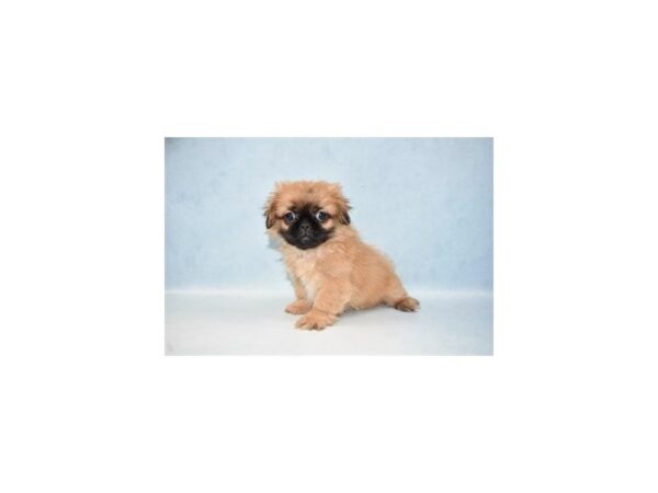 Pekingese DOG Male Biscuit 10620 Petland Henderson, Nevada