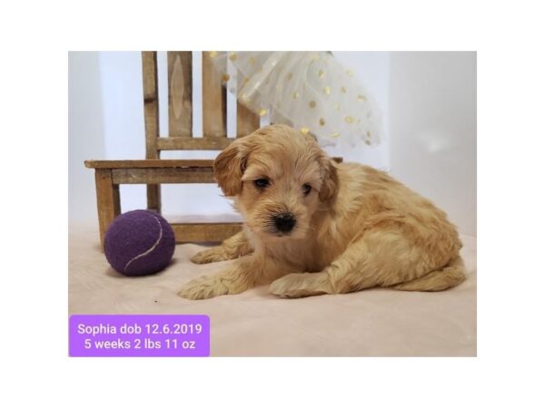 Goldendoodle Mini 2nd Gen DOG Female Cream 10628 Petland Henderson, Nevada