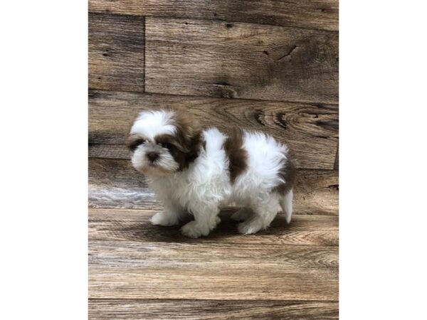 Shih Tzu-DOG-Male-Chocolate-10625-Petland Henderson, Nevada