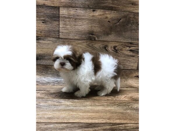 Shih Tzu DOG Male Chocolate 10625 Petland Henderson, Nevada