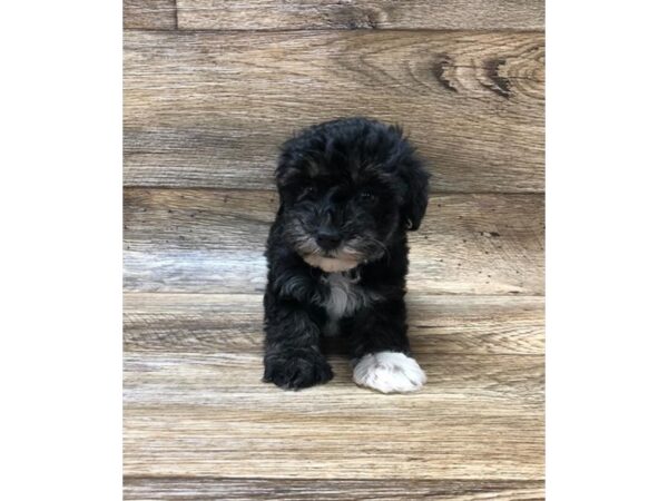 Morkie DOG Male Black 10629 Petland Henderson, Nevada