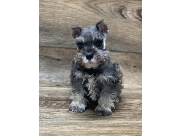 Miniature Schnauzer DOG Female Salt / Pepper 10624 Petland Henderson, Nevada