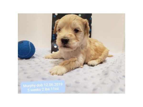 Goldendoodle Mini 2nd Gen DOG Male Cream 10630 Petland Henderson, Nevada