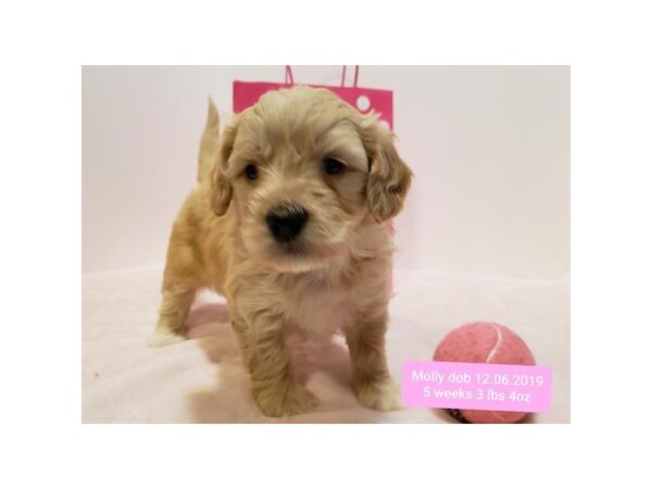 Goldendoodle Mini 2nd Gen-DOG-Female-Cream-10631-Petland Henderson, Nevada