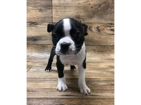 Boston Terrier DOG Female Black / White 10623 Petland Henderson, Nevada