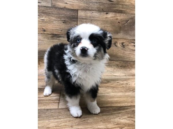 Miniature Australian Shepherd-DOG-Female-Blue Merle-10626-Petland Henderson, Nevada