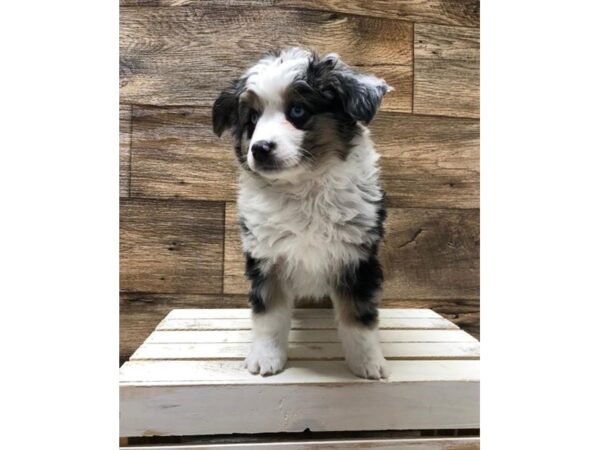 Miniature Australian Shepherd DOG Female Blue Merle 10627 Petland Henderson, Nevada