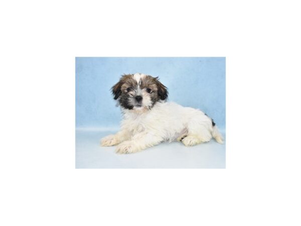 Shih Tzu DOG Female Gold and White 10641 Petland Henderson, Nevada