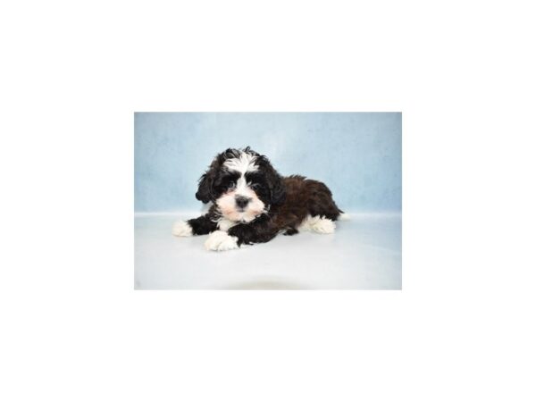 Teddy Bear DOG Female Black and White 10643 Petland Henderson, Nevada