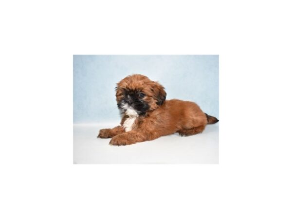 Lhasa Apso-DOG-Female-Red Gold-10640-Petland Henderson, Nevada