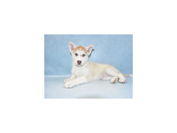 Siberian Husky-DOG-Female-Red and White-10642-Petland Henderson, Nevada