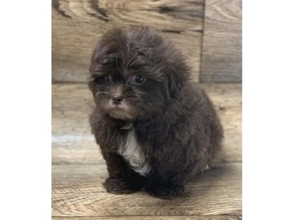 ShizaPoo DOG Male Liver 10638 Petland Henderson, Nevada