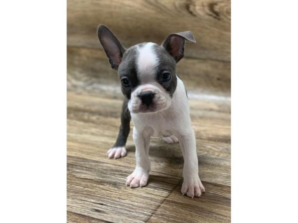 Boston Terrier DOG Male Blue / White 10635 Petland Henderson, Nevada