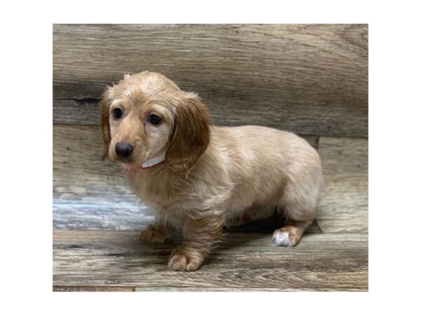 Dachshund DOG Female Light Red 10636 Petland Henderson, Nevada