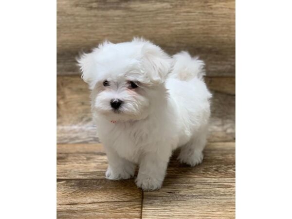 Maltese DOG Female White 10634 Petland Henderson, Nevada