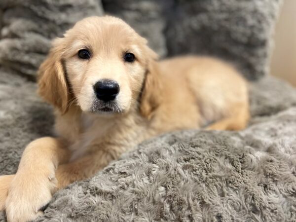 Golden Retriever DOG Female Golden 10633 Petland Henderson, Nevada