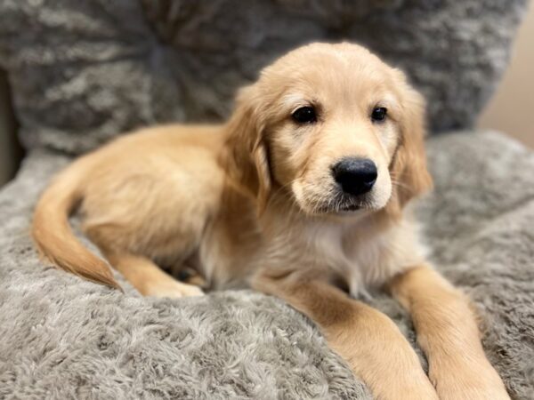 Golden Retriever DOG Male Golden 10632 Petland Henderson, Nevada