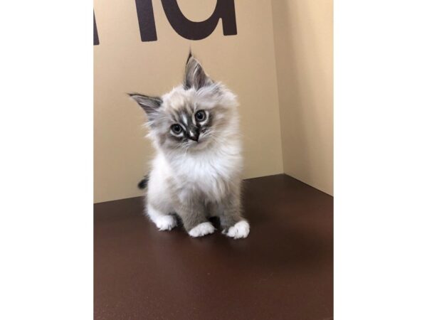 Ragdoll-CAT-Male-Blue Point/ Mitted-10645-Petland Henderson, Nevada