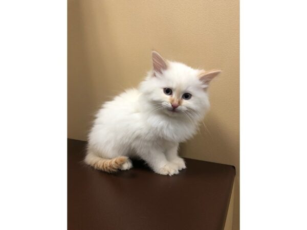 Ragdoll-CAT-Female-Cream Point-10644-Petland Henderson, Nevada