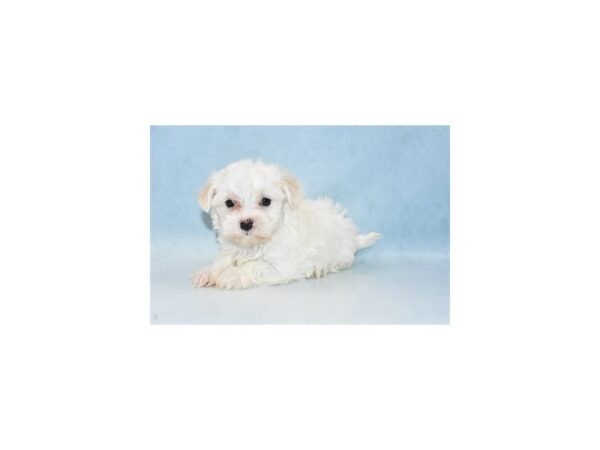 Maltese DOG Male White 10646 Petland Henderson, Nevada