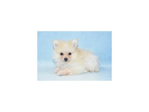 Pomeranian DOG Female Cream 10649 Petland Henderson, Nevada