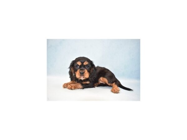 Cavalier King Charles Spaniel DOG Female Black and Tan 10653 Petland Henderson, Nevada