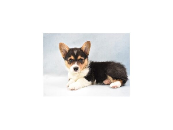 Pembroke Welsh Corgi DOG Male Black and Tan 10647 Petland Henderson, Nevada