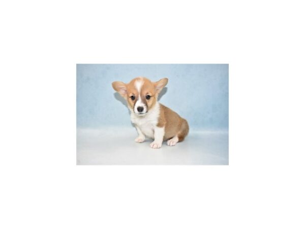 Pembroke Welsh Corgi DOG Female Sable 10648 Petland Henderson, Nevada