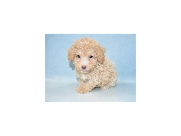 Poodle-DOG-Male-Apricot-10650-Petland Henderson, Nevada