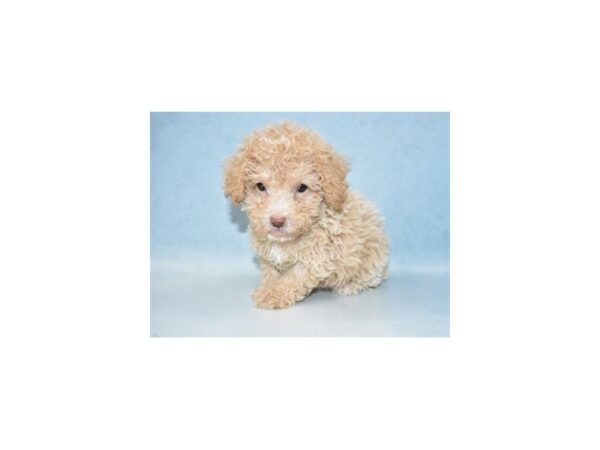 Poodle DOG Male Apricot 10650 Petland Henderson, Nevada