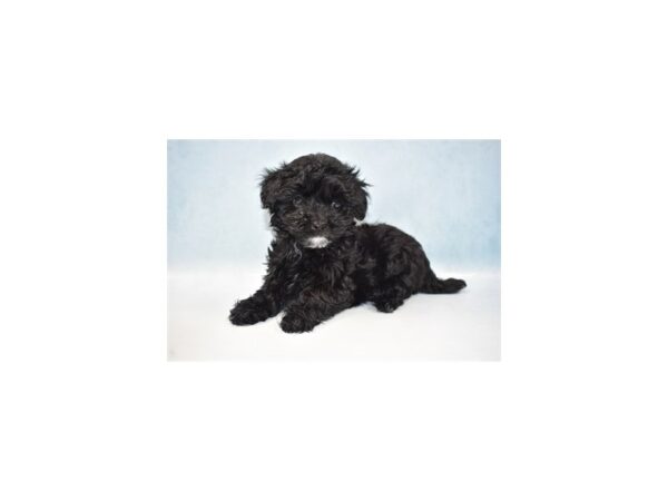 Malti-Poo DOG Female Black 10654 Petland Henderson, Nevada