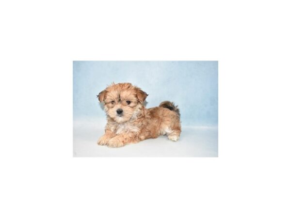 Morkie DOG Female Gold 10655 Petland Henderson, Nevada