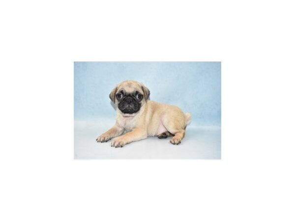 Pug-DOG-Female-Fawn-10651-Petland Henderson, Nevada