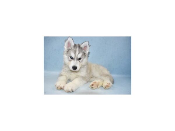 Siberian Husky DOG Male Sable and White 10652 Petland Henderson, Nevada