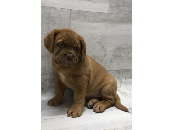 Dogue De Bordeaux-DOG-Male-Red-10659-Petland Henderson, Nevada