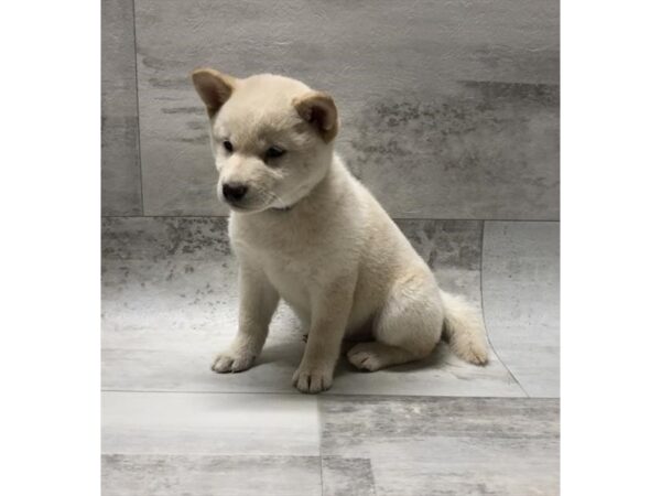 Shiba Inu DOG Male Cream 10658 Petland Henderson, Nevada