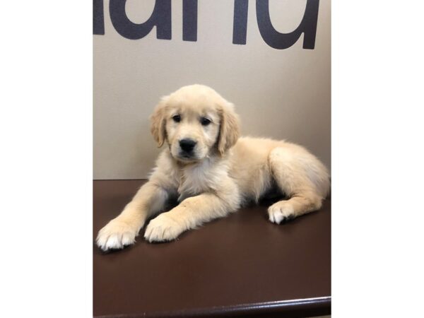 Golden Retriever DOG Female Golden 10656 Petland Henderson, Nevada