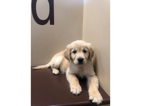 Golden Retriever DOG Male Golden 10657 Petland Henderson, Nevada