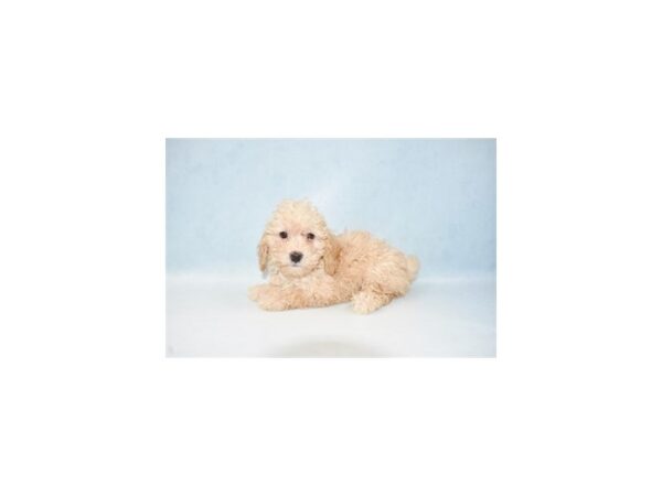 Poodle-DOG-Female-Apricot-10664-Petland Henderson, Nevada