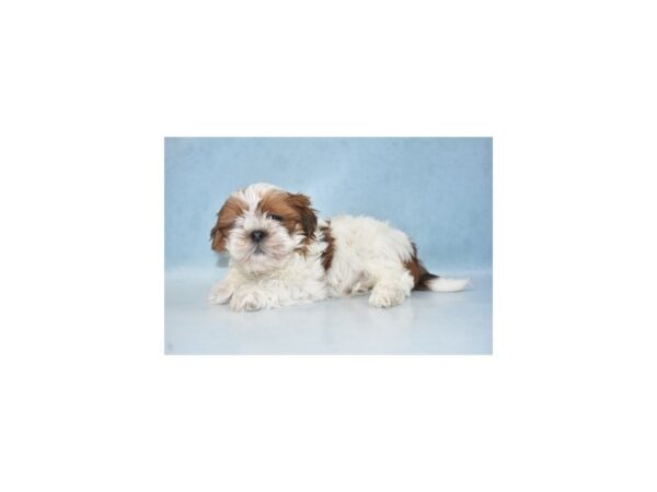 Lhasa Apso DOG Male Red Gold 10661 Petland Henderson, Nevada