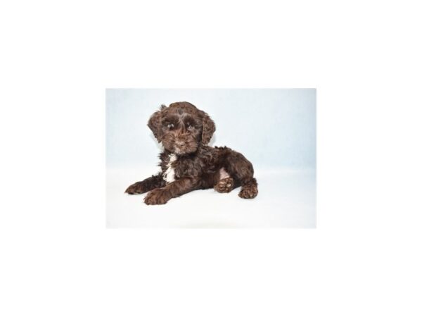 Cockapoo DOG Male Brown 10671 Petland Henderson, Nevada