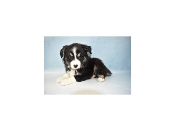 Miniature Australian Shepherd DOG Male Black White and Brown 10668 Petland Henderson, Nevada