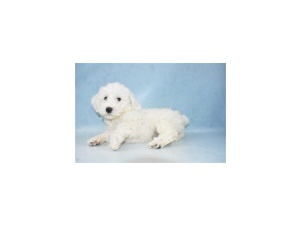 Bichon Frise-DOG-Female-White-10670-Petland Henderson, Nevada