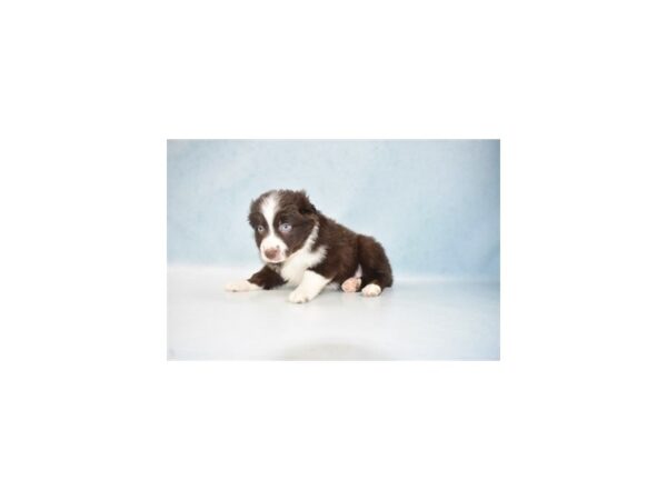 Miniature Australian Shepherd DOG Male Red and White 10669 Petland Henderson, Nevada