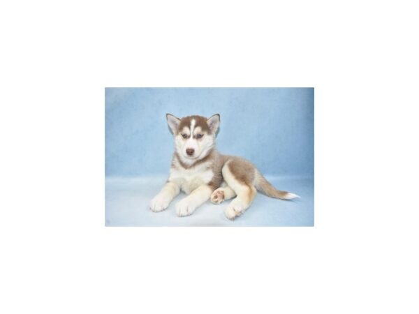 Siberian Husky DOG Female Red and White 10666 Petland Henderson, Nevada