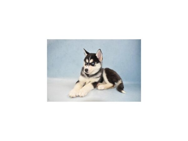 Siberian Husky DOG Female Black and White 10667 Petland Henderson, Nevada