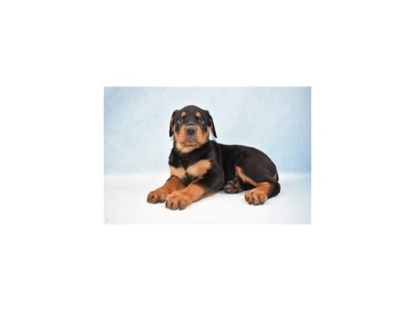 Rottweiler-DOG-Female-Black and Rust-10665-Petland Henderson, Nevada